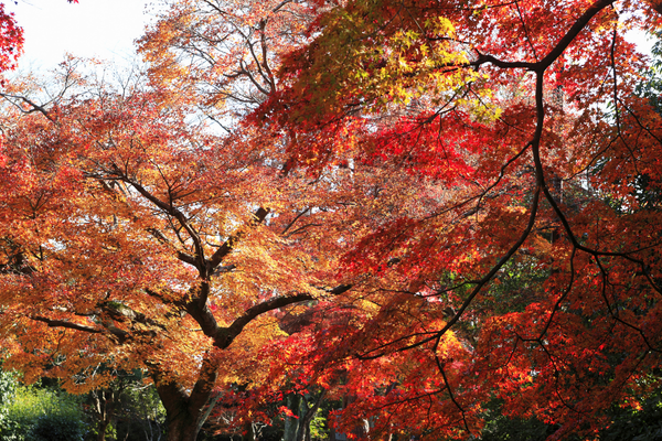 京都嵐山渡月橋與秋季紅葉
