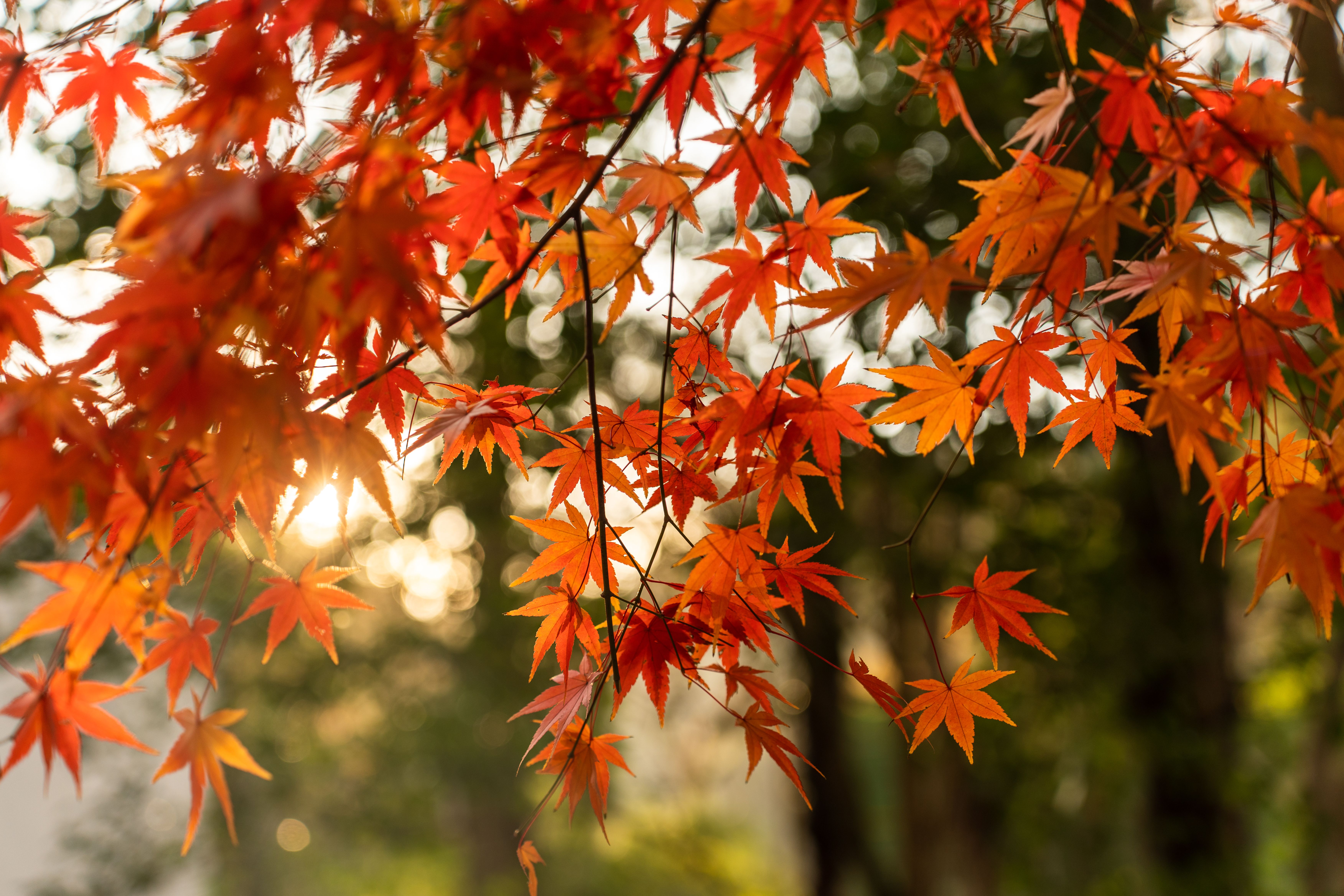 東京六義園日本庭園秋季紅葉