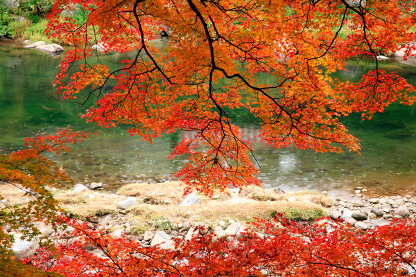 青森奧入瀨溪流紅葉
